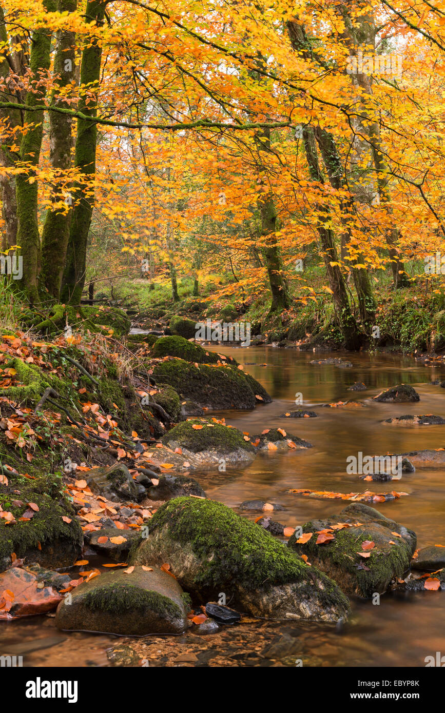 Fluß Teign umgeben von herbstlichen Bäume, Dartmoor, Devon, England. Herbst (November) 2014. Stockfoto