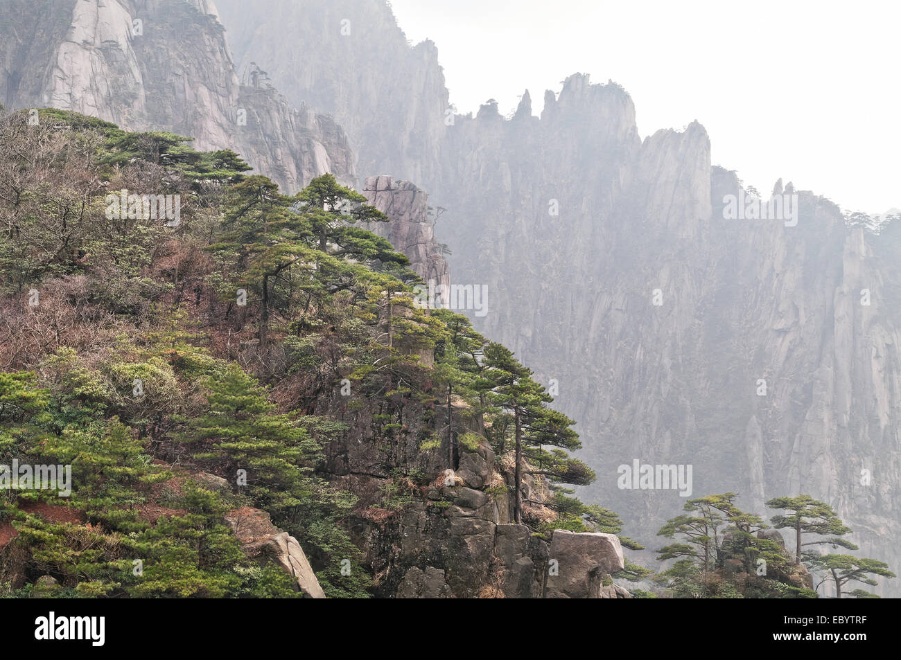 Blick auf den Wald am Morgen des chinesischen Berge Huangshan. Stockfoto