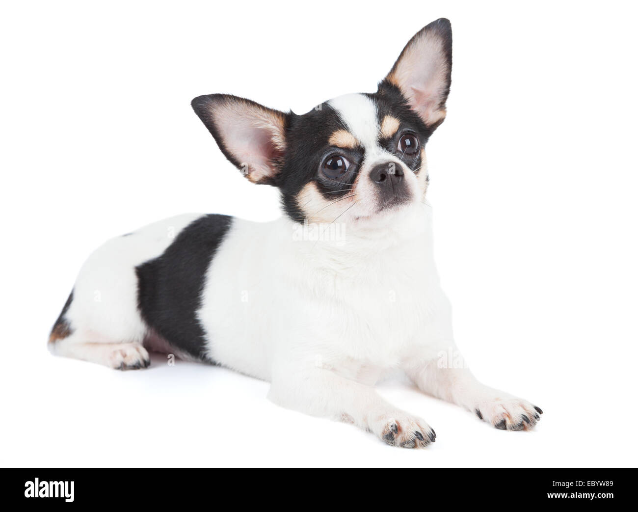 Ein Chihuahua Hund isoliert auf weißem Hintergrund Stockfoto