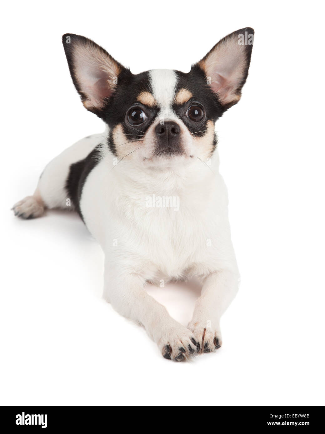 Süßes baby hund chihuahua Ausgeschnittene Stockfotos und -bilder - Alamy