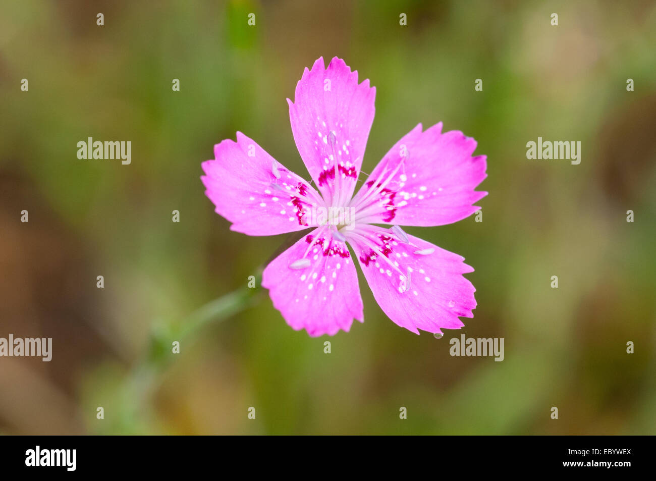 Kleine rosa Blume auf dem unscharfen Hintergrund Stockfoto