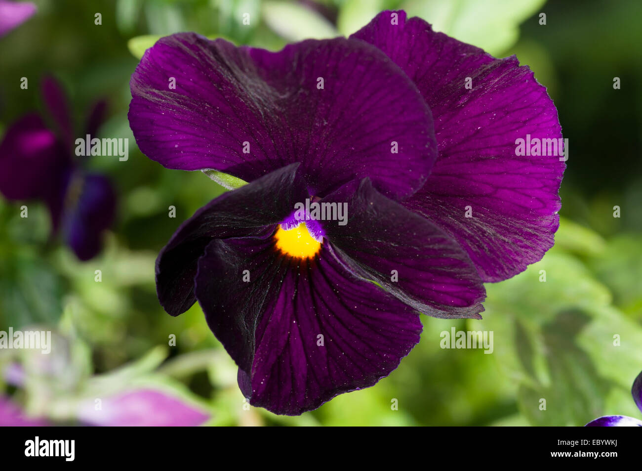 Dunkle purpurrote Stiefmütterchen Blume wächst im Juni Stockfoto