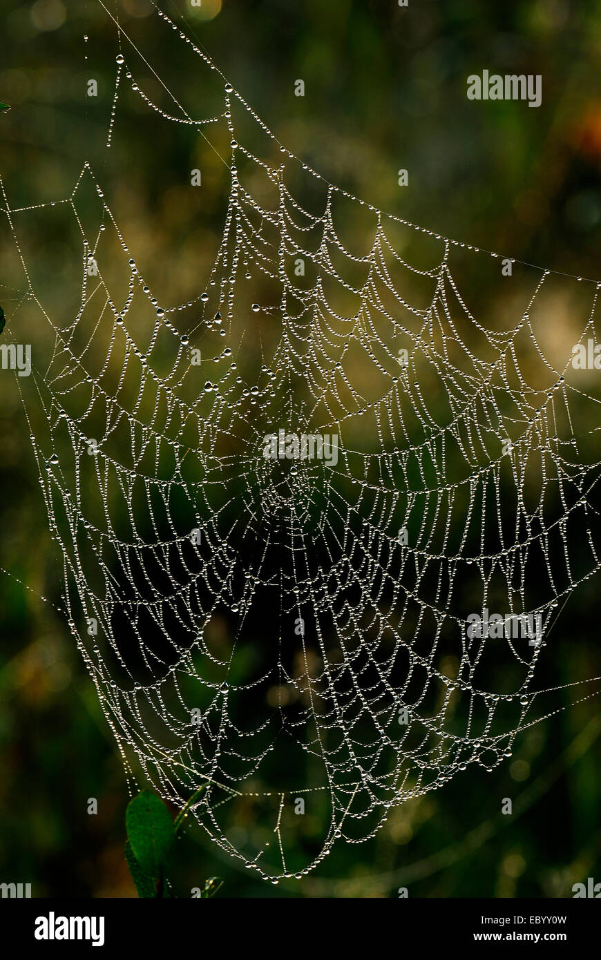 Spinnennetz mit Tau bedeckt Stockfoto