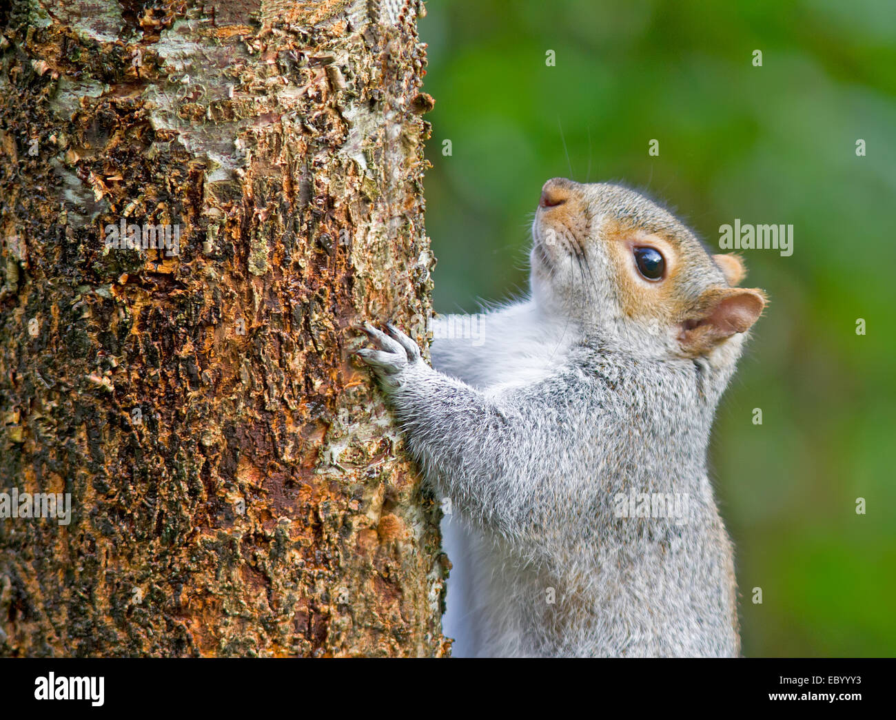 Eichhörnchen Sie auf einem Kirschbaum. Stockfoto Eichhörnchen Sie auf einem Kirschbaum. Stockfoto