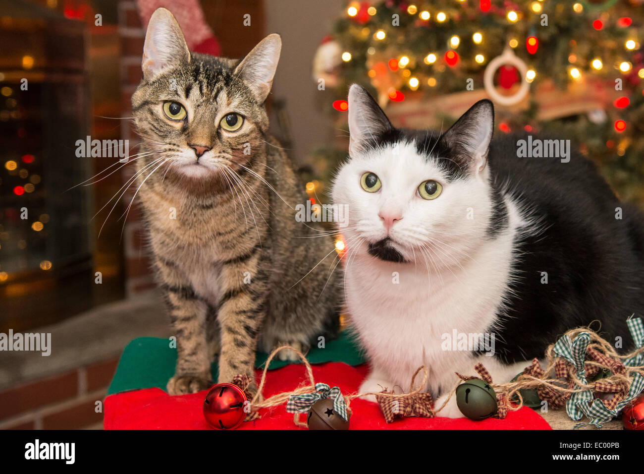 Weihnachtskatzen Stockfoto