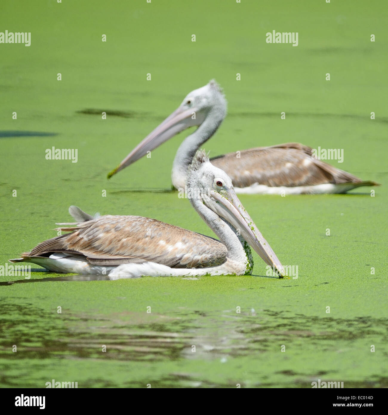 Schöne Wasservogelarten, Spot-billed Pelikan (Pelecanus Phillippensis), Seitenansicht Stockfoto
