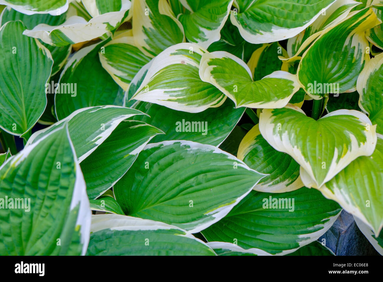 Bunte Hosta Pflanzen mit Grün und weiß umrandeten Blättern. Stockfoto