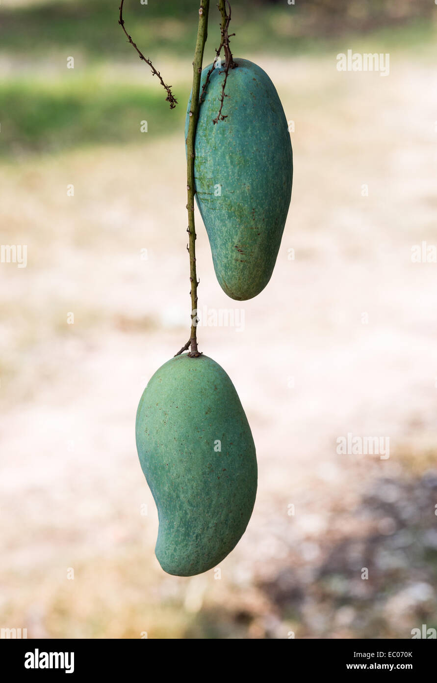 Frische Twin Mango auf dem Baum im Garten. Stockfoto