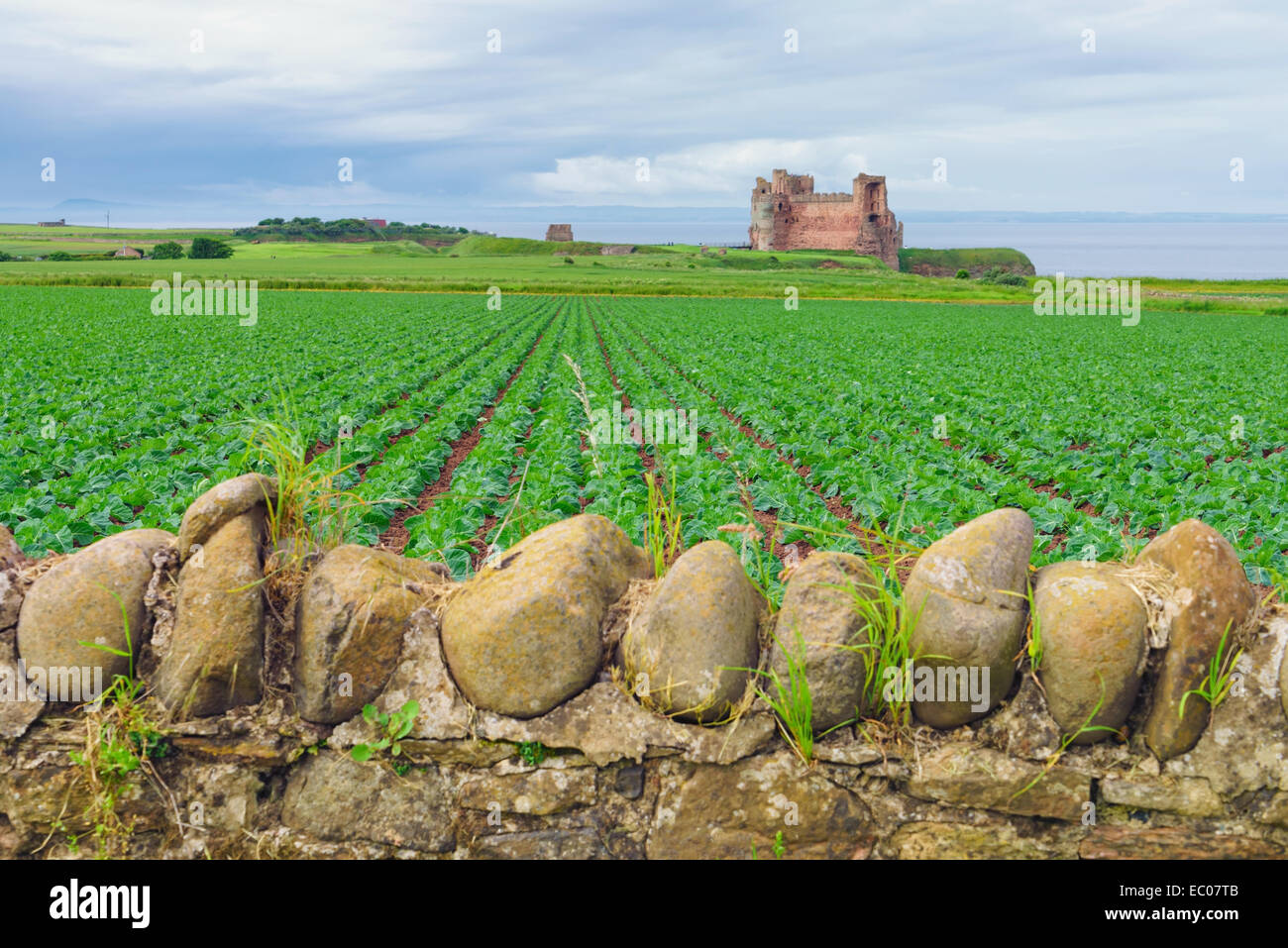 Tantallon Castle betrachtet über eine steinerne Wand und Farm Felder, North Berwick, East Lothian, Schottland. Stockfoto