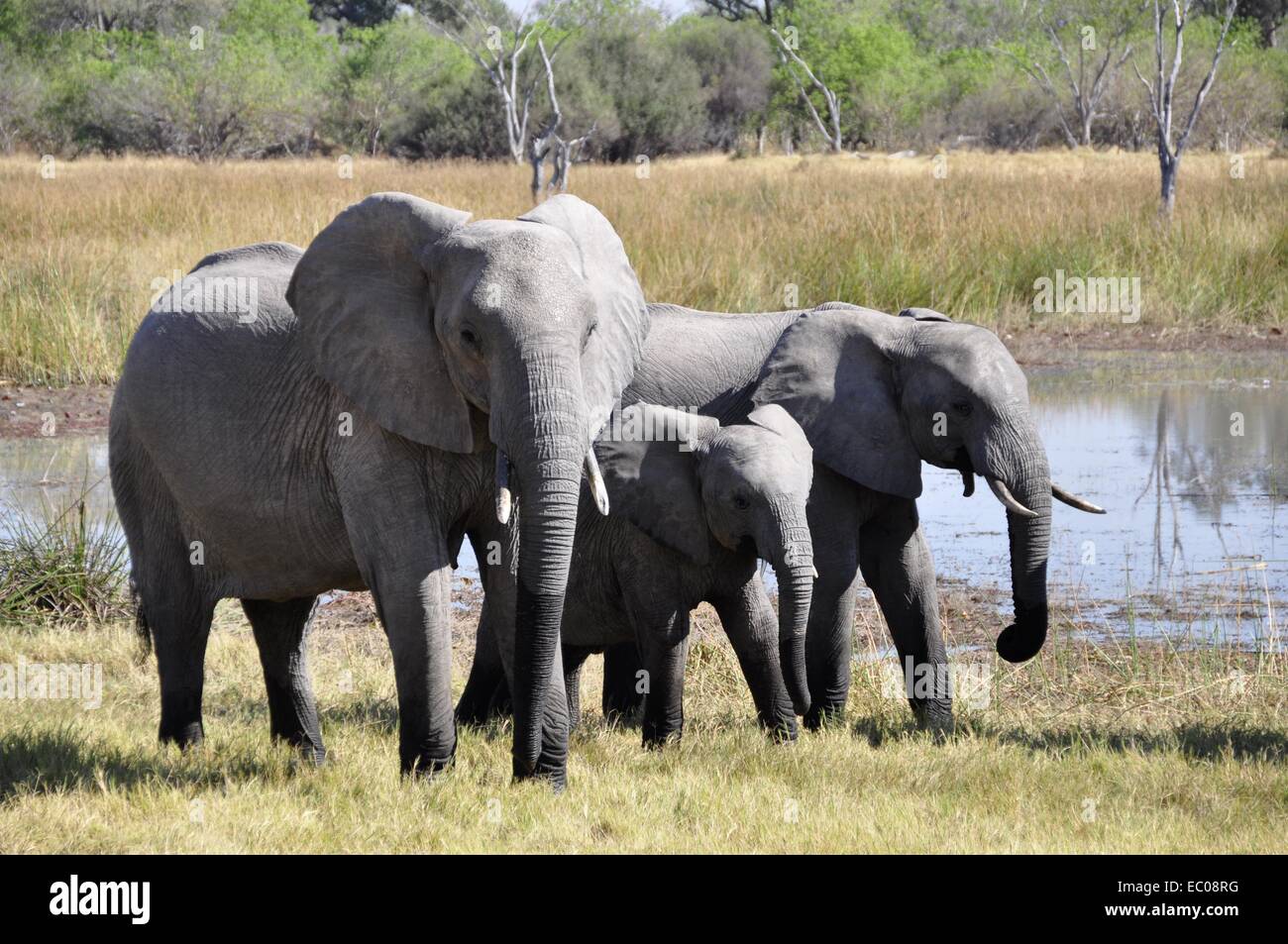Eine Familie von Elefanten auf einen gemütlichen Spaziergang durch ihren natürlichen Lebensraum. Stockfoto