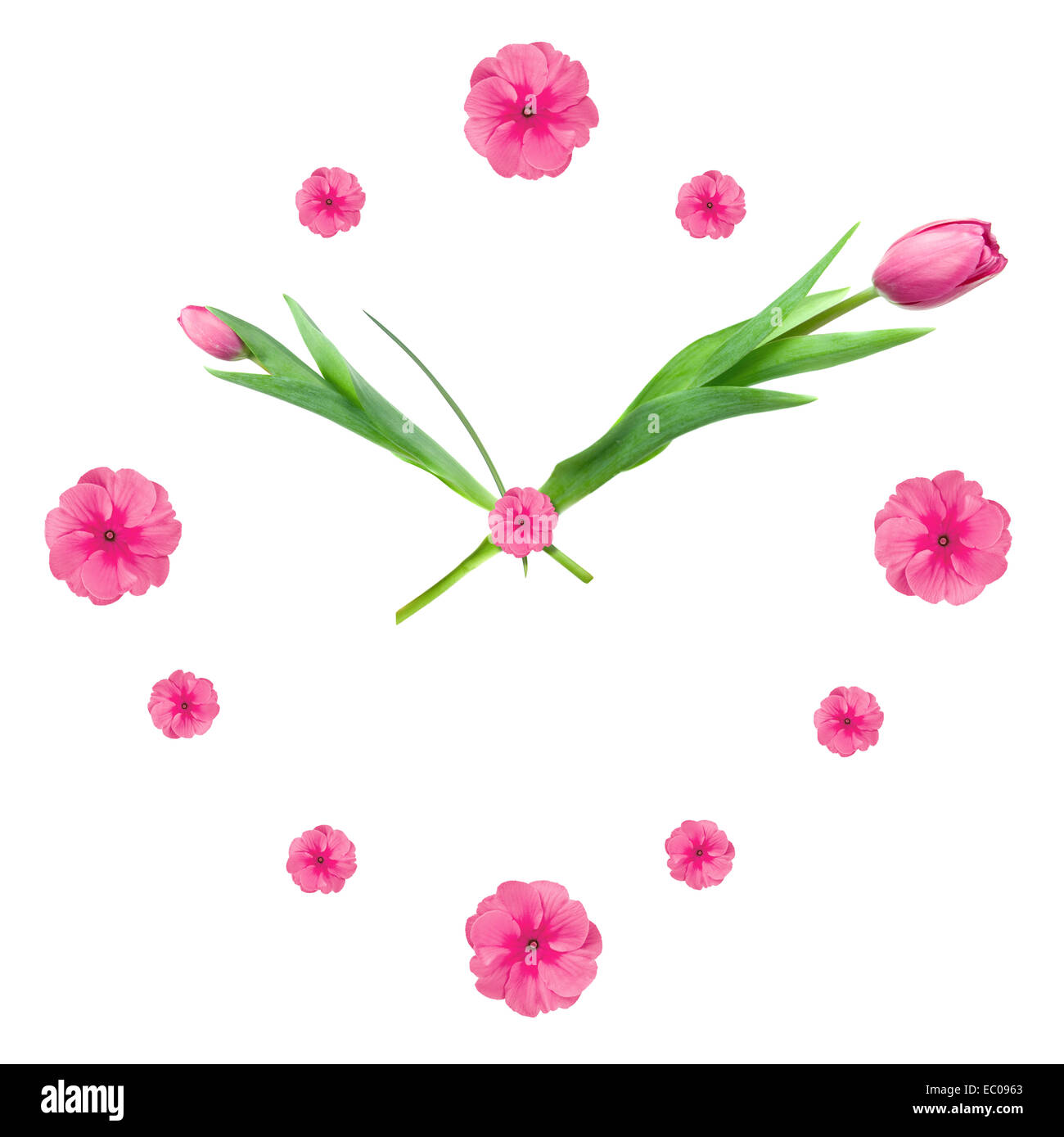 Uhr aus der rosa Tulpen isoliert auf weiss Stockfoto