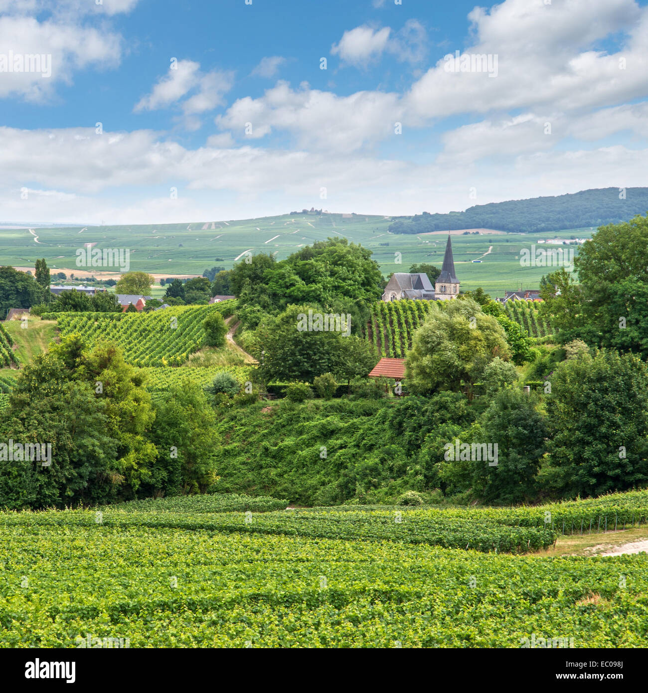 Weinkulturlandschaft, Montagne de Reims, Frankreich Stockfoto