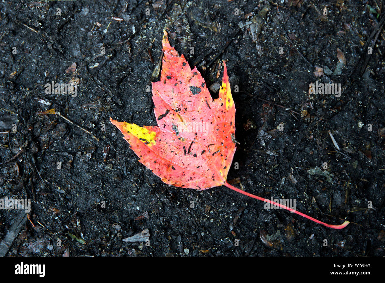 Rot und orange Ahornblatt auf dem nassen Waldboden. Stockfoto