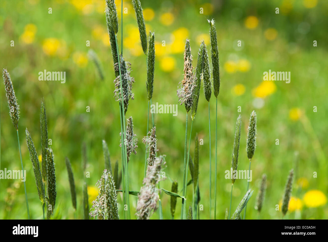 Allergie-Konzept: Rasen auf der grünen Wiese blühen Stockfoto