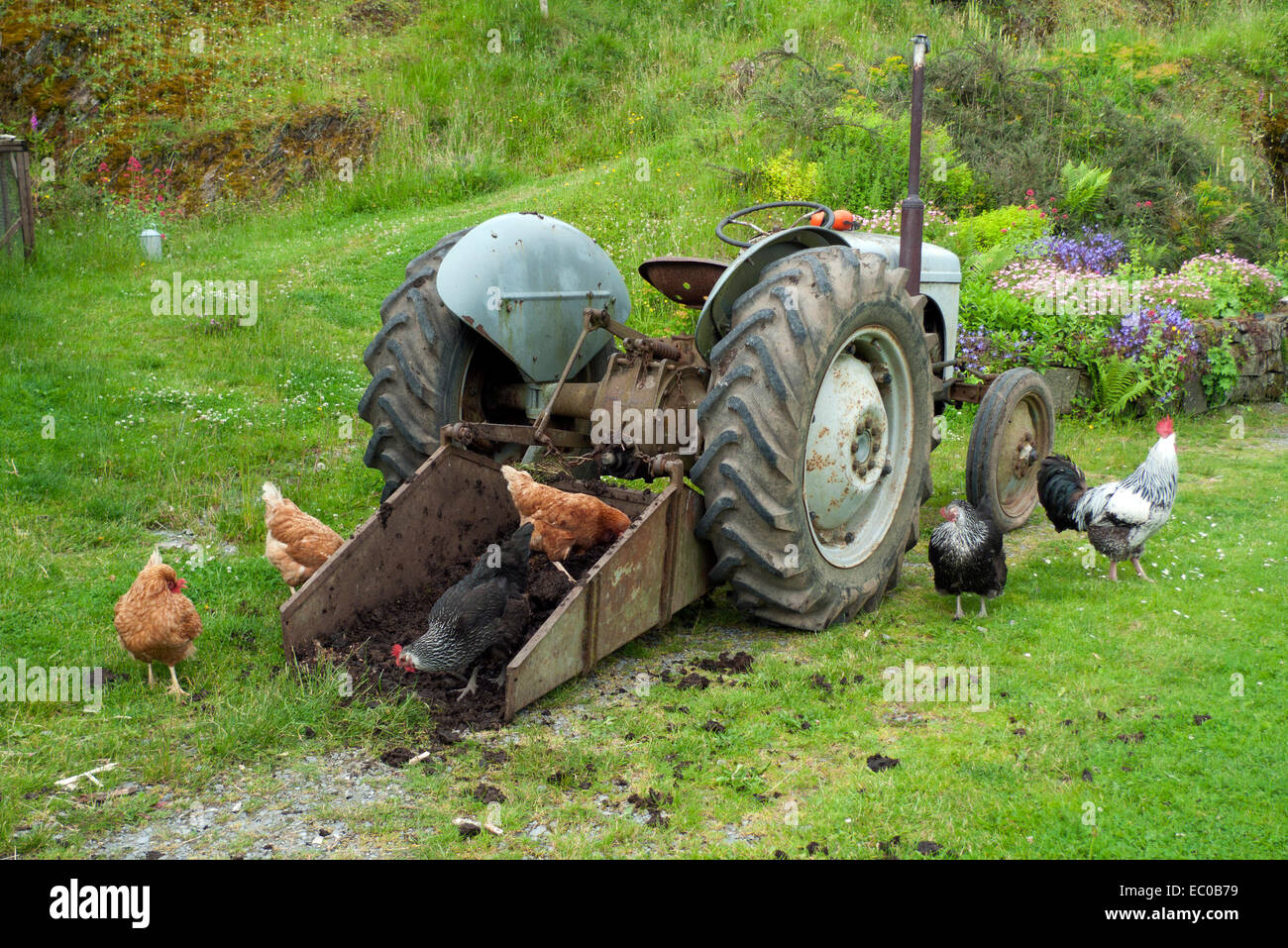 Hühner Hühner und Hahnhühner, die an Gülle picken In der Box hinter Traktor in Hühnerfarm Hof Sommerland Szene Wales UK KATHY DEWITT Stockfoto