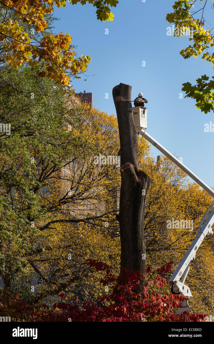Arbeiter mit Kettensäge Abholzung toter Baum, Central Park, New York Stockfoto