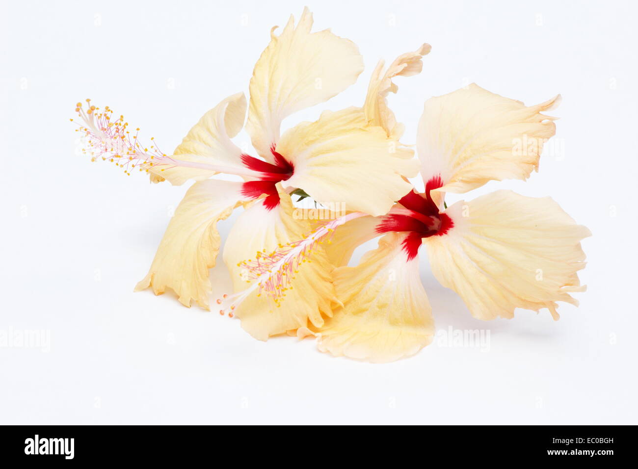 Pfirsichfarbenen Hibiskus auf weißem Hintergrund Stockfoto