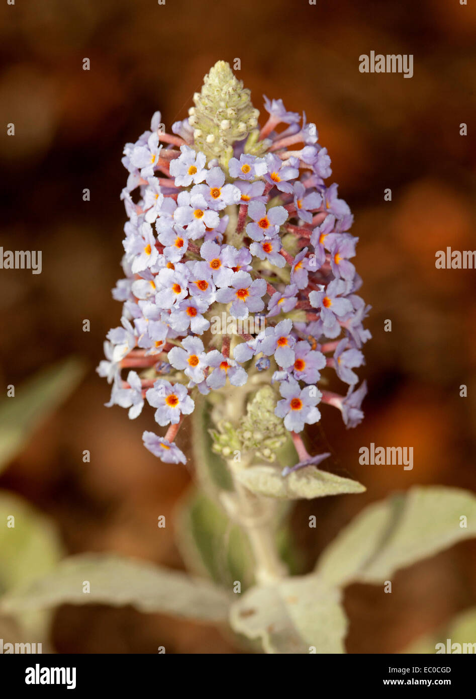 Blütenstand mit Masse von blass blau / lila Blüten des Sommerflieders Davidii 'Nanho Blue' und hellgrünen Blätter auf dunklem Hintergrund Stockfoto