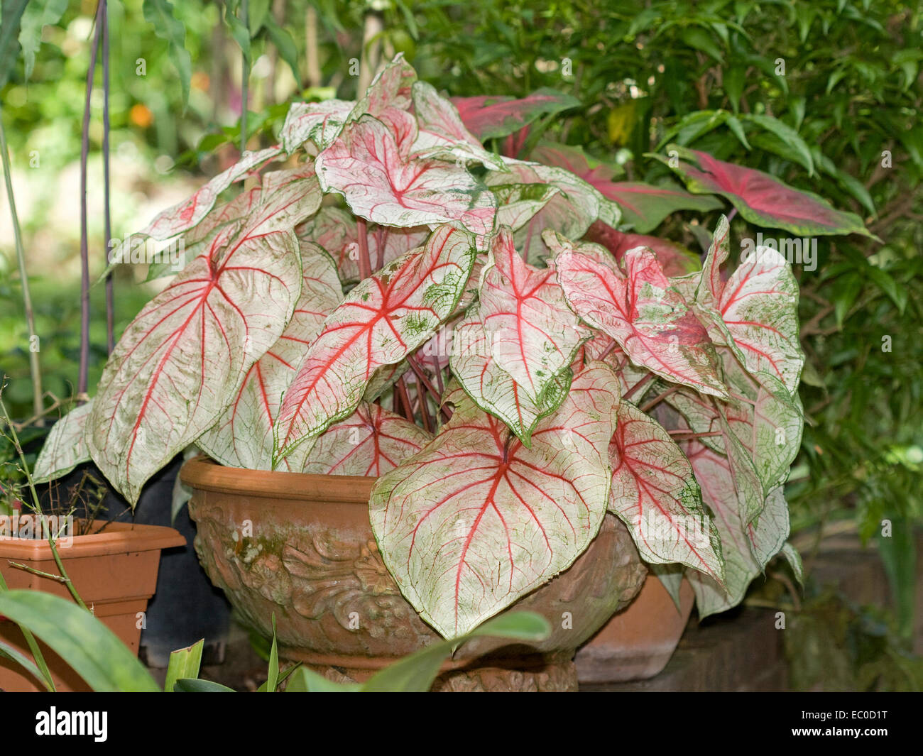 Caladium mit dichten Ansammlung von großen roten & weiße Blätter mit Hauch von Grün wächst in große dekorative Terrakotta-Topf Stockfoto