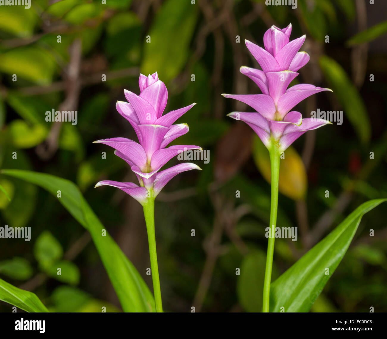 Rosa Blüten von Curcuma Sparganifolia 'Rosa Perle', Blätter Zier-Ingwer mit smaragdgrün auf dunkelgrünen Hintergrund Stockfoto