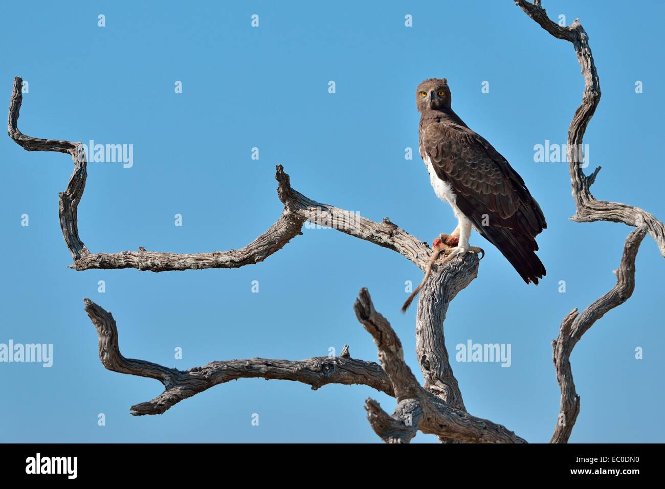 Martial-Eagle (monotypisch Bellicosus), auf einem Ast, der Schwanz und die Pfote ein Erdmännchen in seinen Krallen, Etosha, Namibia, Afrika Stockfoto