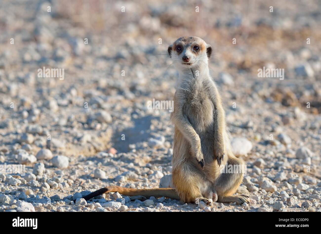 Erdmännchen (Suricata Suricatta), Männchen, sitzen entlang eine Gravel Road, Kgalagadi Transfrontier Park, Northern Cape, Südafrika Stockfoto