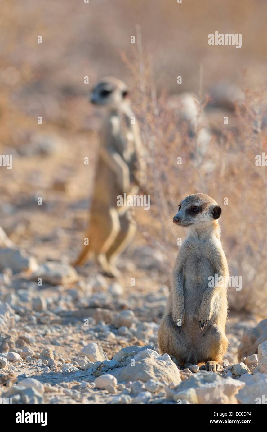 Junge männliche Erdmännchen (Suricata Suricatta), über eine Schotterstraße, Kgalagadi Transfrontier Park, Northern Cape, Südafrika, Afrika Stockfoto