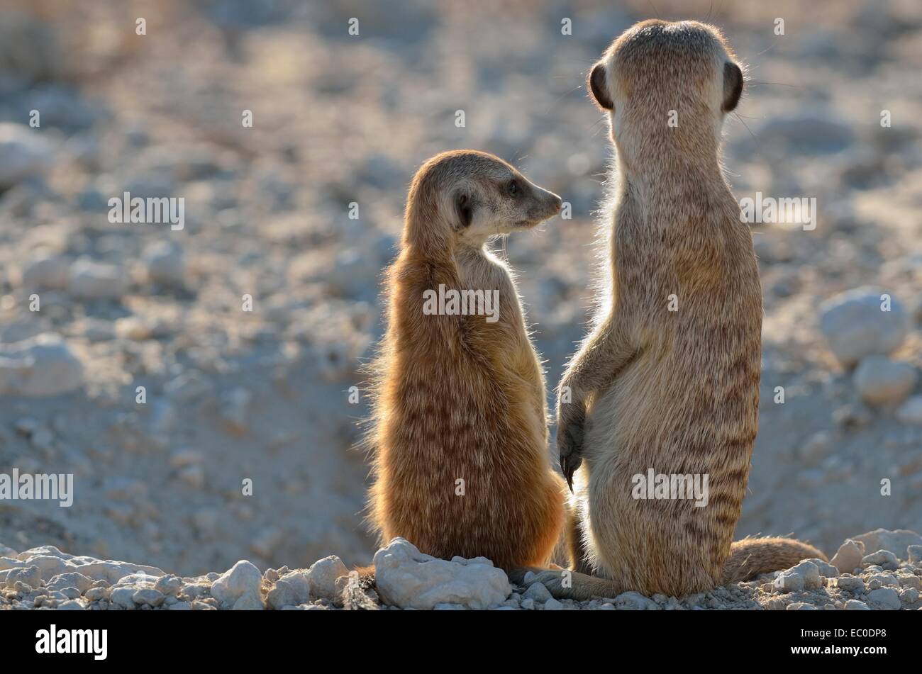 Erdmännchen (Suricata suricatta), erwachsene und junge, im Fuchsbau Eingang, Kgalagadi Transfrontier Park, Südafrika, Afrika Stockfoto