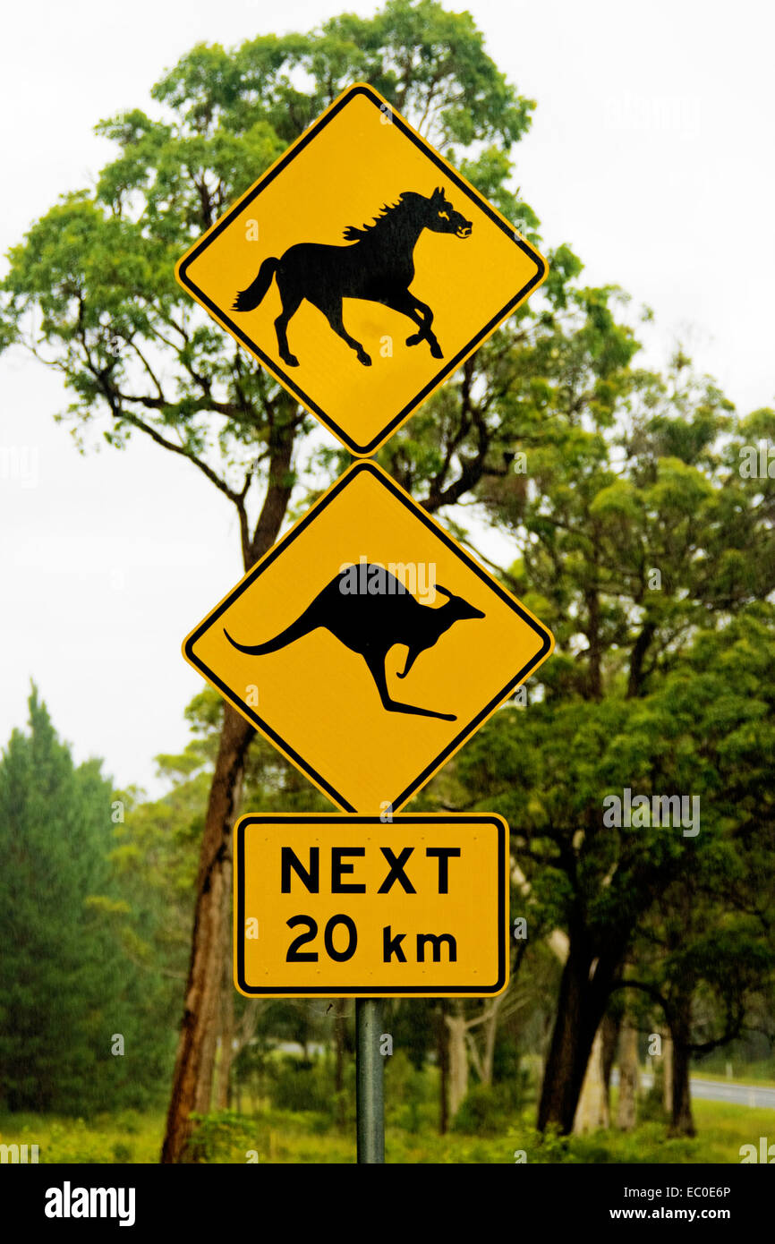 Offizielle gelbe & schwarze Verkehrszeichen Warnung Fahrer aufpassen, für Wildpferde & Kängurus überqueren Straße für die nächsten 20 km Stockfoto