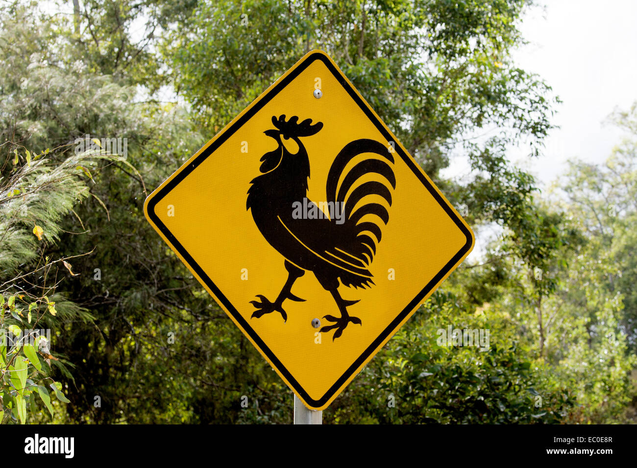 Offizielle gelbe und schwarze Straße Zeichen Warnung Fahrer Hähne voraus und beim Überqueren der Straße im ländlichen Australien aufpassen Stockfoto