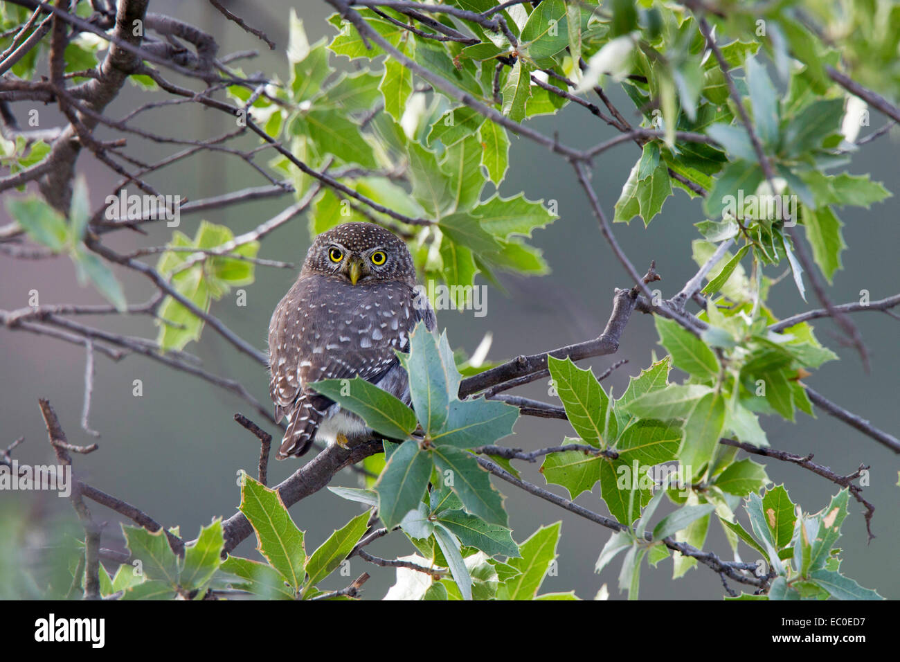 Nördlichen Pygmy Eule Glaucidium Gnoma Gnoma Patagonien Berge, Santa Cruz County, Arizona, USA 5 Dezember Erwachsene Stockfoto