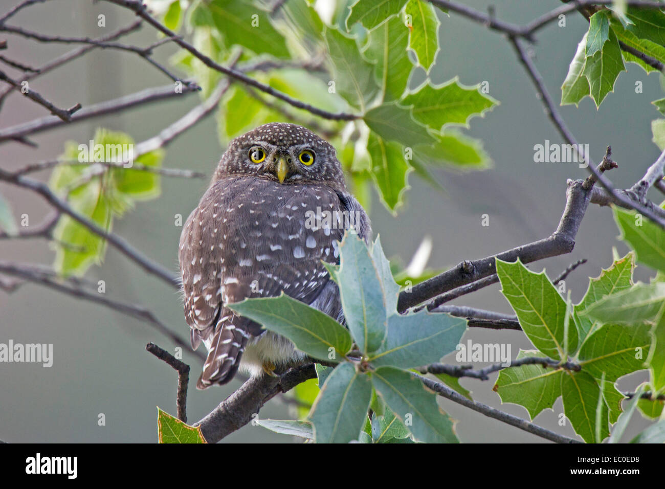Nördlichen Pygmy Eule Glaucidium Gnoma Gnoma Patagonien Berge, Santa Cruz County, Arizona, USA 5 Dezember Erwachsene Stockfoto