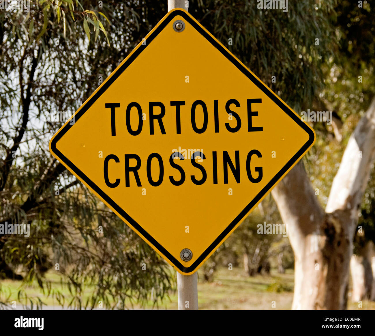 Offizielle gelbe und schwarze Straße Zeichen Warnung Fahrer aufpassen, für Schildkröten beim Überqueren der Straße im ländlichen Australien Stockfoto