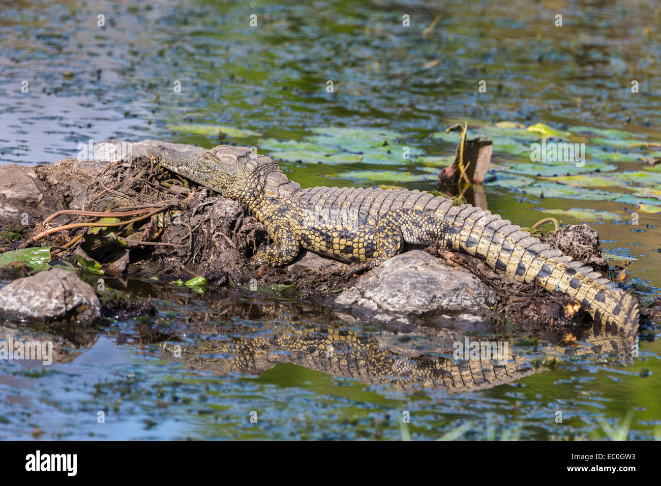 Nil-Krokodil (Crocodylus Niloticus), Krüger Nationalpark, Südafrika Stockfoto