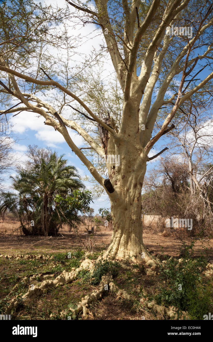 Fieber-Baum (Acacia Xanthophloea), Krüger Nationalpark, Südafrika Stockfoto