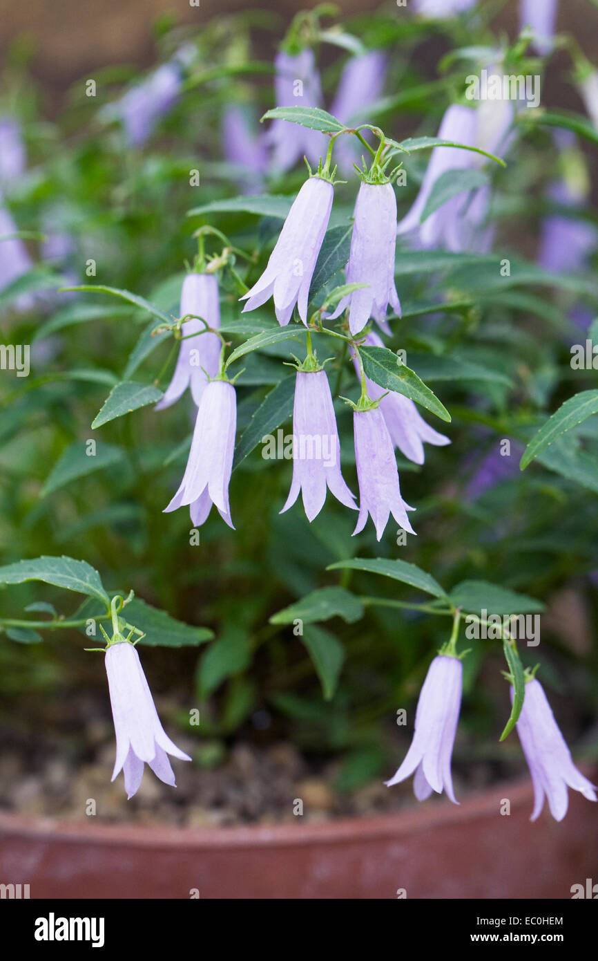 Kleinen Campanula wächst in einer geschützten Umgebung. Stockfoto