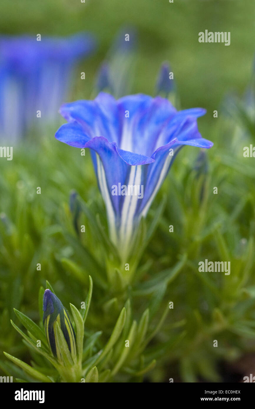 Gentiana "Balmoral" wächst in einer geschützten Umgebung. Stockfoto