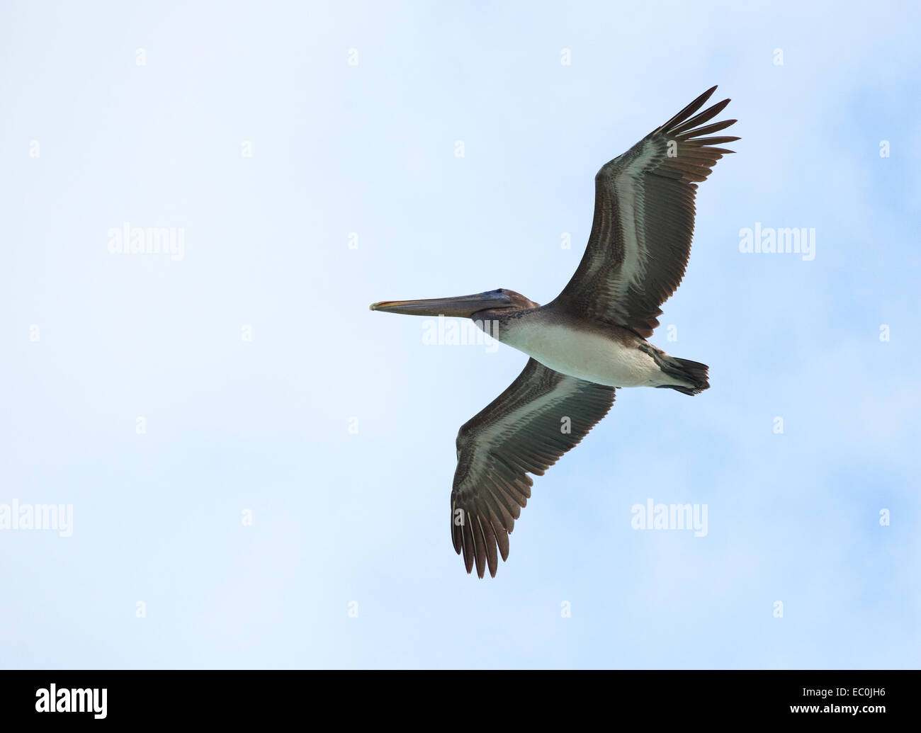 Brown Pelican ragt in den Himmel. Stockfoto