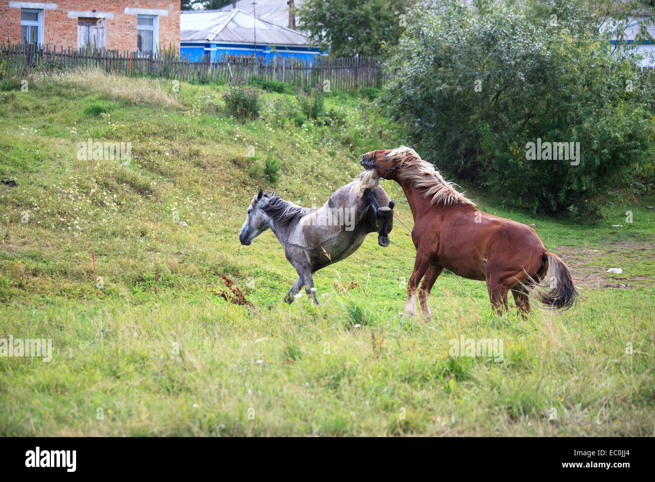 Balz Pferde. Stockfoto