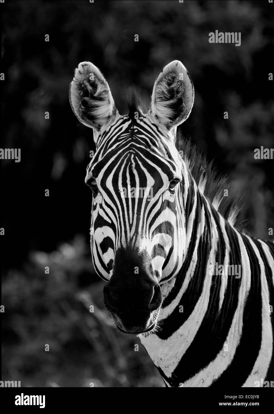 Zebra in der Masai Mara - Kenia Stockfoto