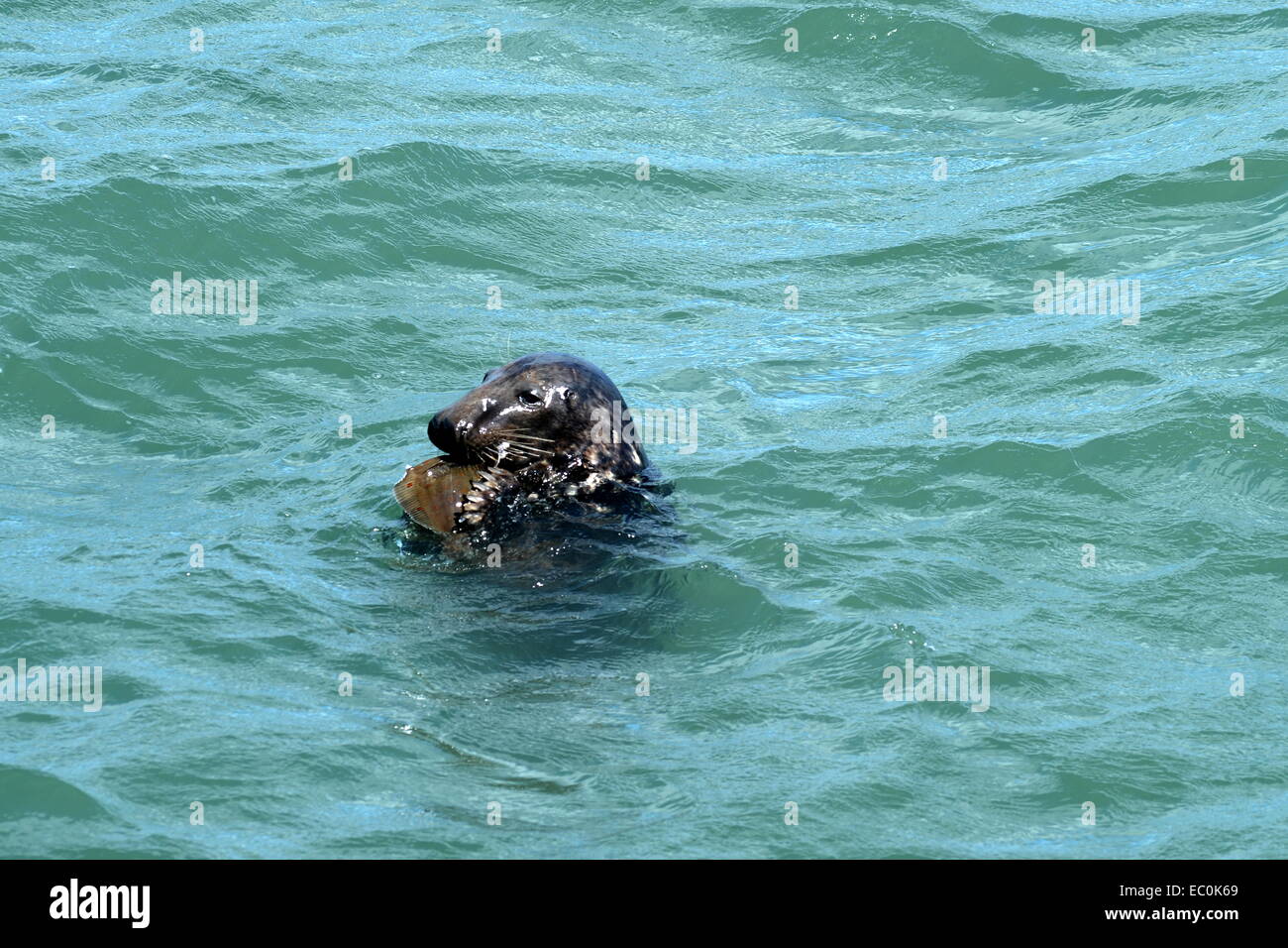 gemeinsamen versiegeln Phoca Vitulina mit Flossen um Fische ernähren sich beim Schwimmen im Meer vor Mumbles Stockfoto
