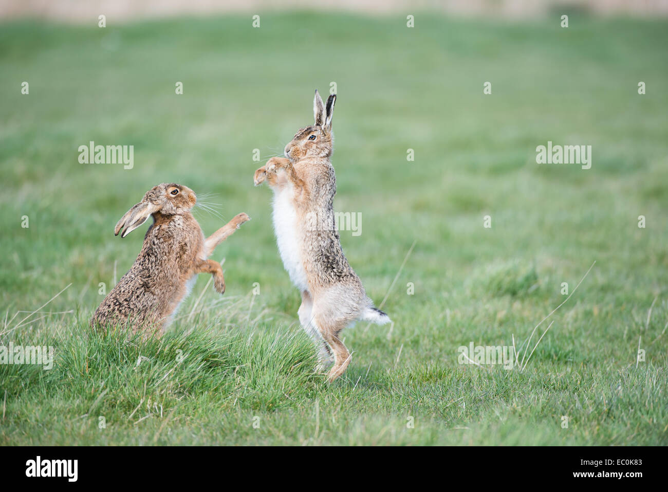 Brown-Hasen (Lepus Europaeus), Saison Erwachsene männliche und weibliche "Boxen" während der Paarung Frühling.  East Anglia, Großbritannien Stockfoto
