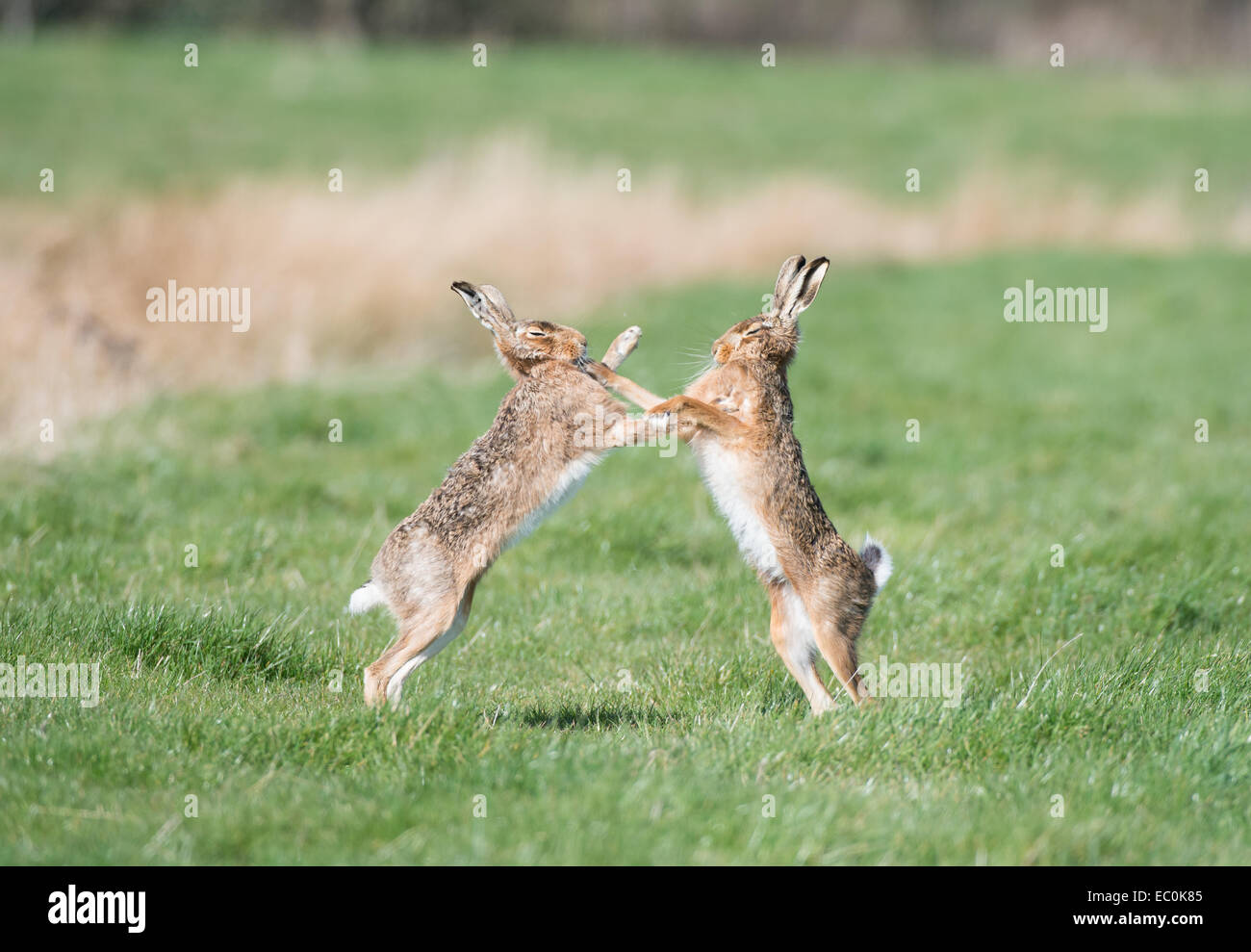 Brown-Hasen (Lepus Europaeus), Saison Erwachsene männliche und weibliche "Boxen" während der Paarung Frühling.  East Anglia, Großbritannien Stockfoto