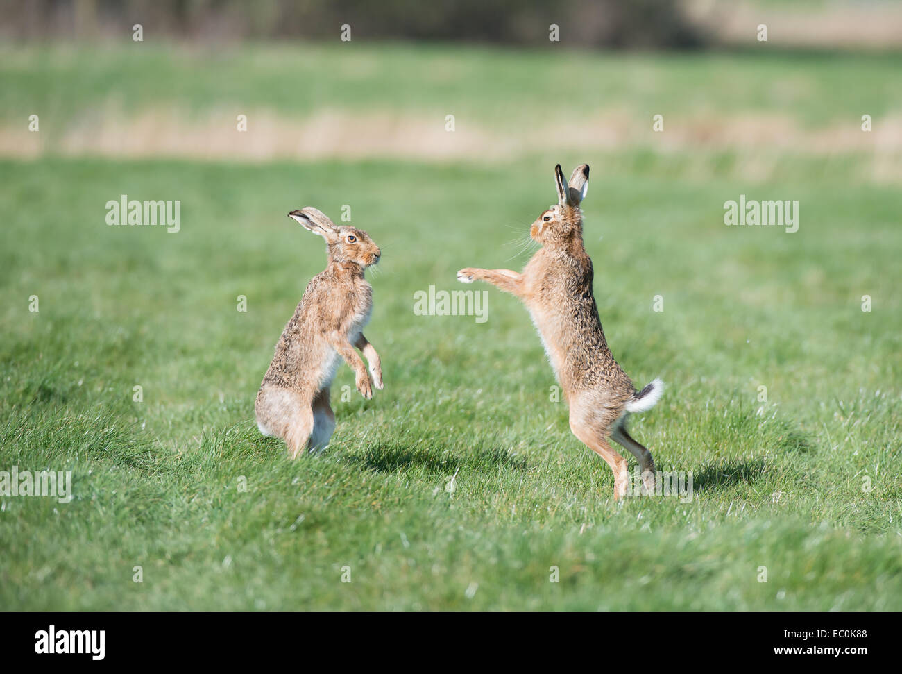 Brown-Hasen (Lepus Europaeus), Saison Erwachsene männliche und weibliche "Boxen" während der Paarung Frühling.  East Anglia, Großbritannien Stockfoto
