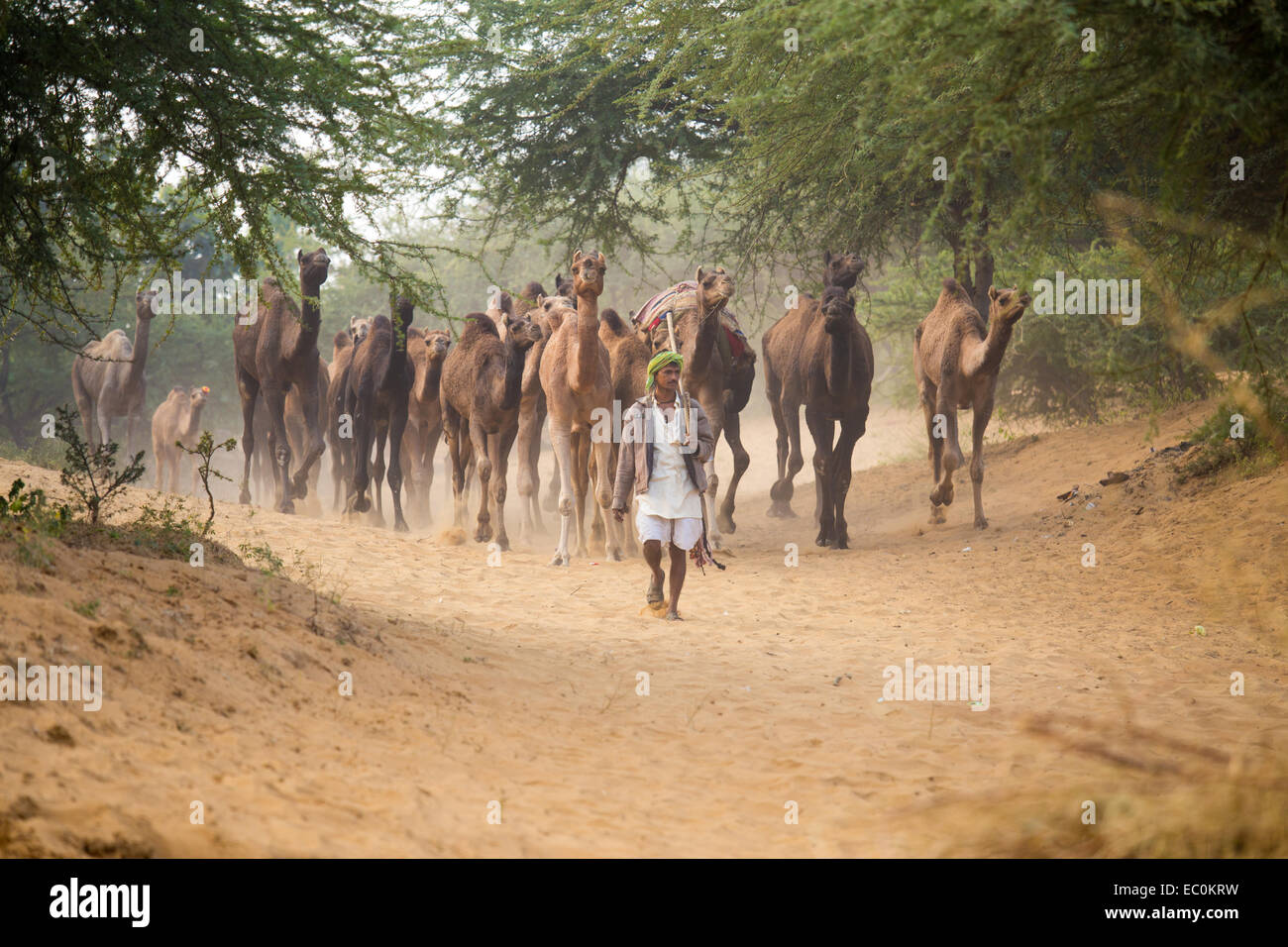 Kamel Pushkar Mela, Pushkar, Rajasthan, Indien Stockfoto