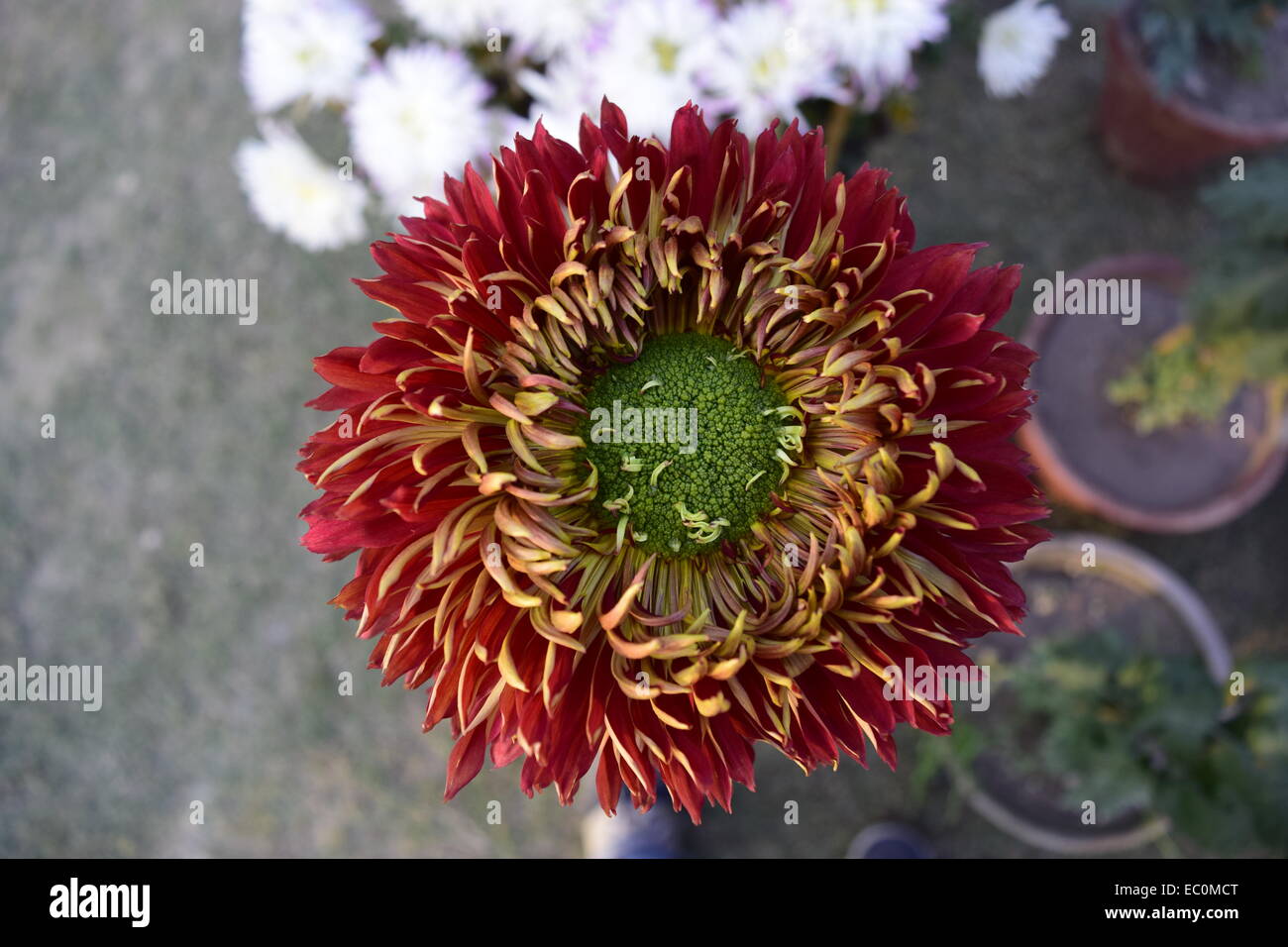 Rote Blume mit grüner Mitte. Stockfoto