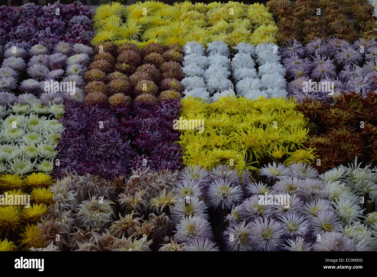 Blume-Quadrate auf dem Display! Stockfoto