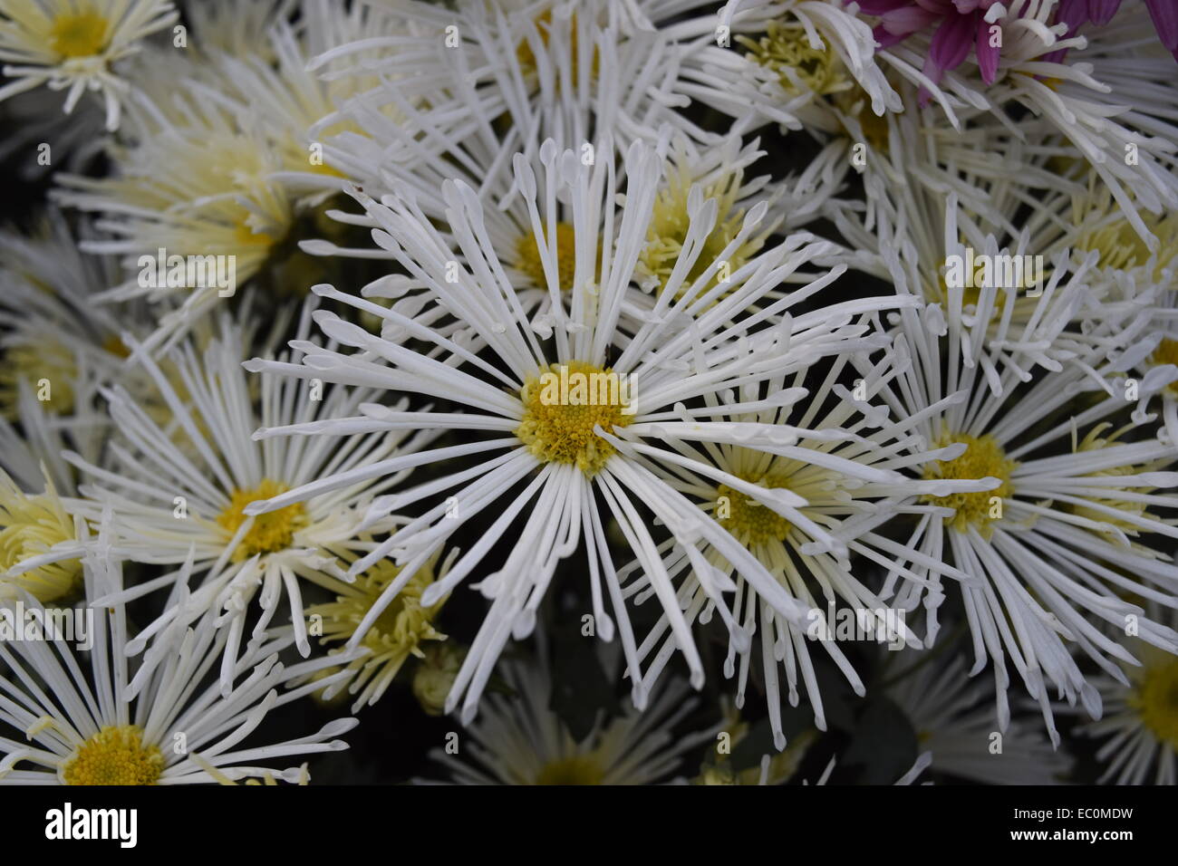Dünne weiße Blumen Stockfoto