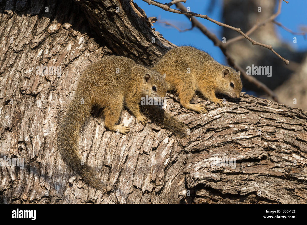 Baum Eichhörnchen (Paraxerus Cepapi), Krüger Nationalpark, Südafrika, Oktober 2014 Stockfoto