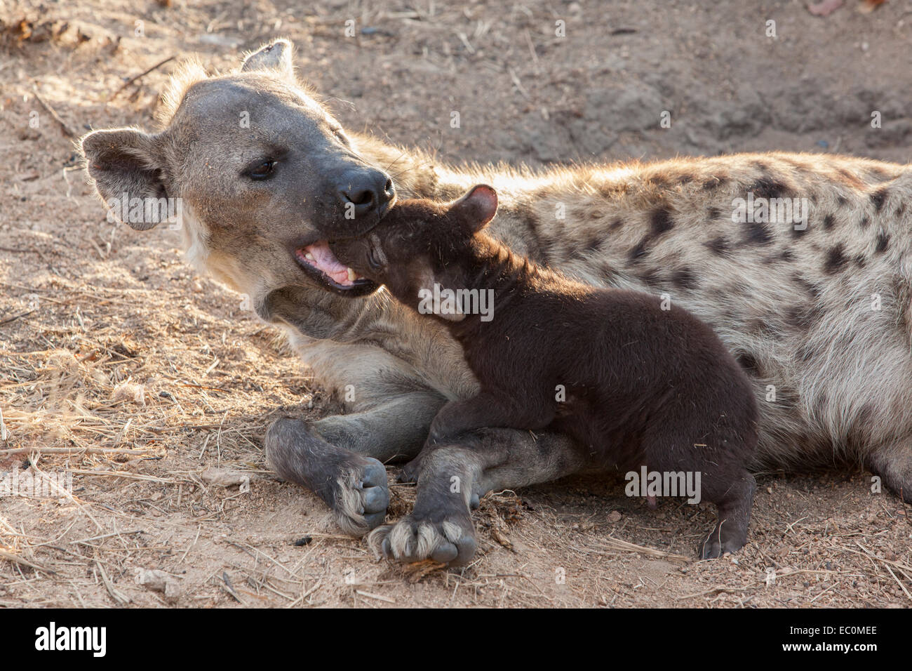 Gefleckte Hyänen (Crocuta Crocuta), spielen mit Cub, Krüger Nationalpark, Südafrika Stockfoto